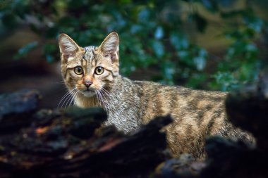 Doğa orman Habitat vahşi kedi