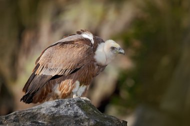 Kuş Avrasya Griffon akbaba