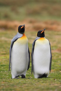 King penguin pair clipart