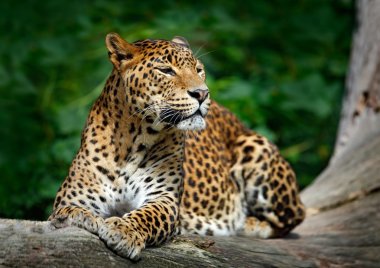 Sri Lankan leopard clipart