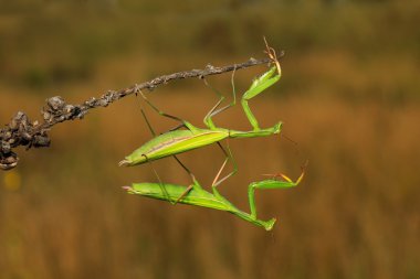 Two green  mantises on flower clipart