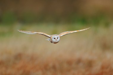 Peçeli baykuş çim
