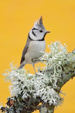 Songbird Tepeli baştankara