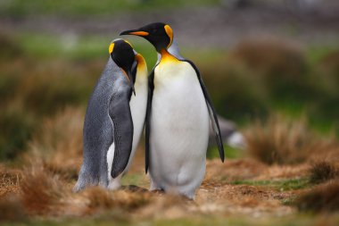 King penguins couple clipart