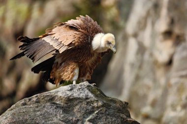 Kızıl akbaba büyük kuş