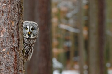 Great grey owl clipart