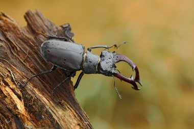 Stag beetle eski ağaç gövdesi üzerinde