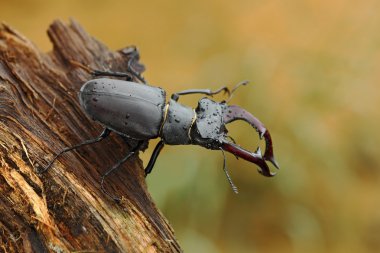 Stag beetle on old tree trunk clipart