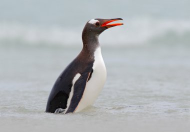 Gentoo pengueni, su deniz kuşu
