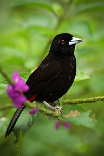 Scarlet-rumped Tanager, in the nature habitat — Stock Photo, Image