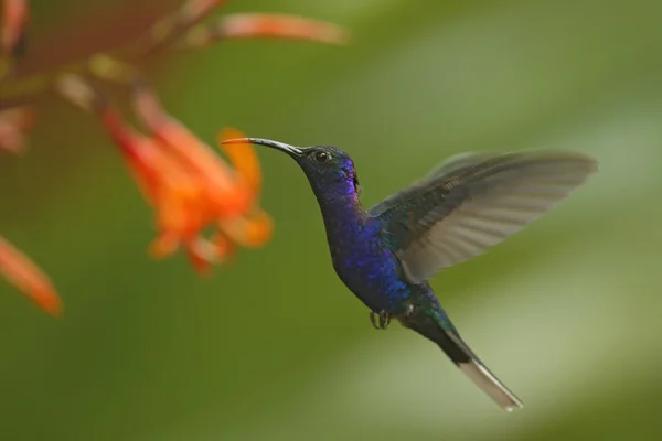 Grande beija-flor azul — Fotografia de Stock