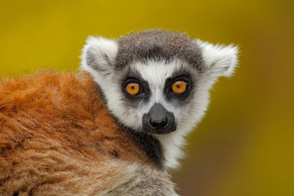 Portrait of Ring-tailed Lemur — Stock Photo, Image
