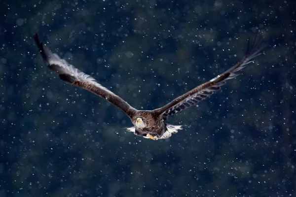 Greifvogel Seeadler — Stockfoto