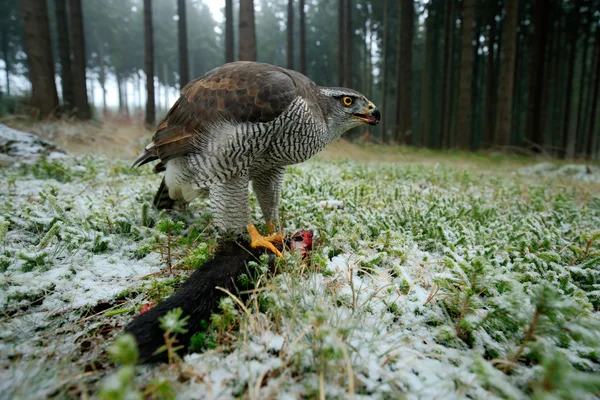 Bird of Prey Goshawk — Stock Photo, Image