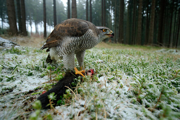 Bird of Prey Goshawk