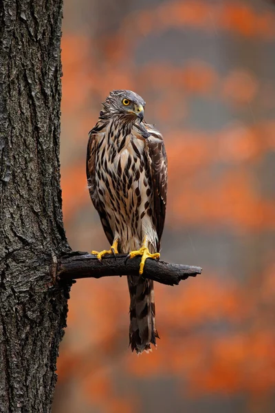 Bir yırtıcı kuş çakır kuşu — Stok fotoğraf