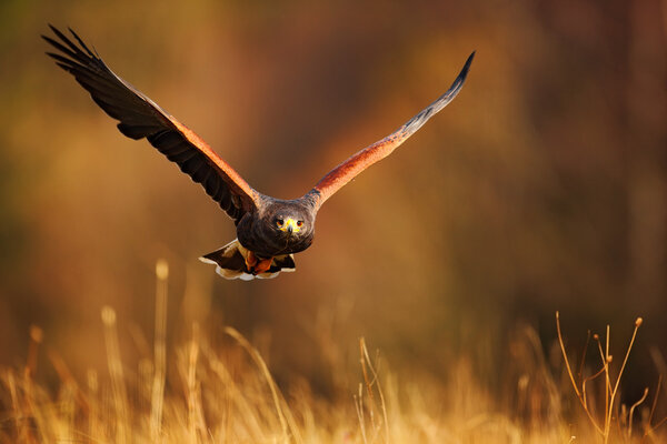 Flying bird of prey