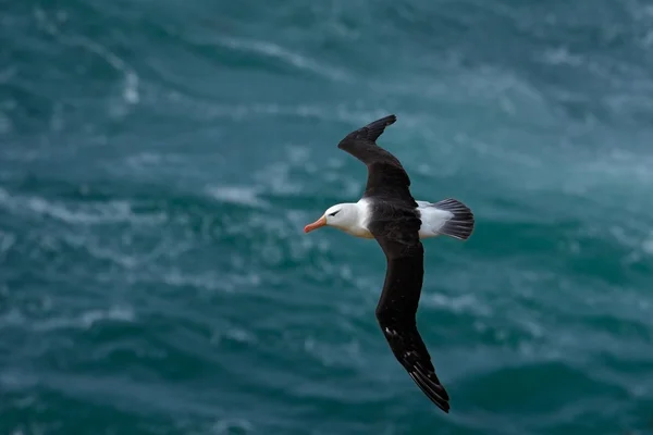 Gaivota do mar em voo — Fotografia de Stock