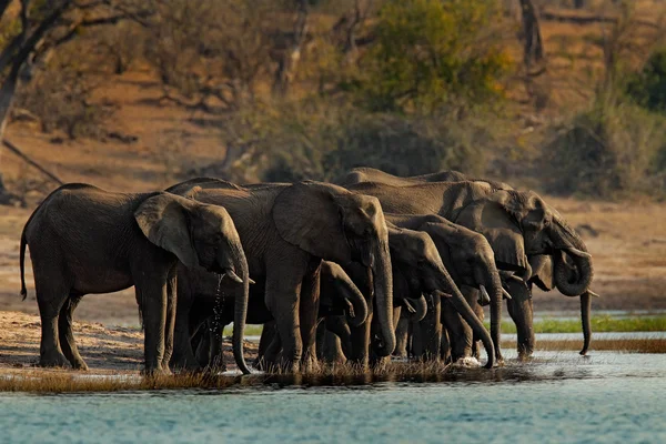 Una mandria di elefanti africani — Foto Stock