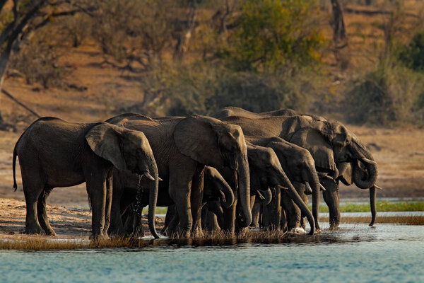 A herd of African elephants