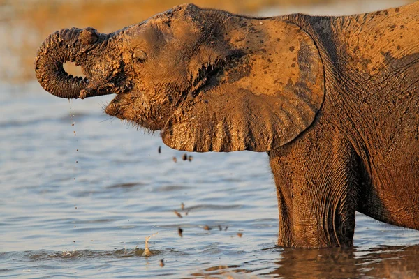 Afrika fili içme — Stok fotoğraf
