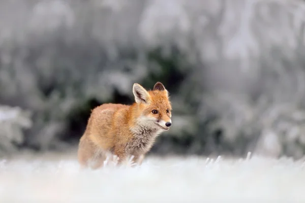 Raposa vermelha no inverno nevado — Fotografia de Stock