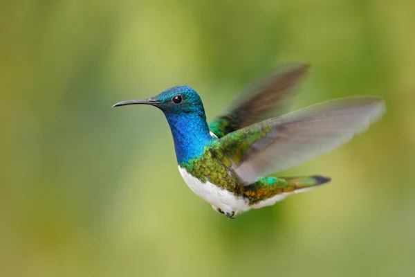 Vliegende blauwe en witte kolibrie — Stockfoto