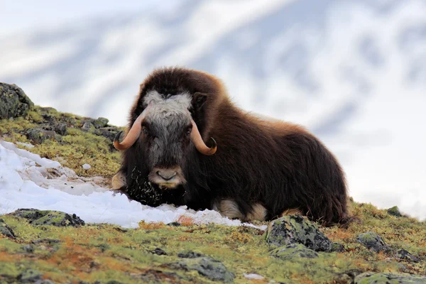 Musk Ox with mountain Snoheta — Stock Photo, Image