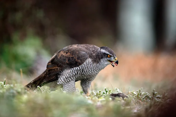 Pássaro de rapina Goshawk — Fotografia de Stock