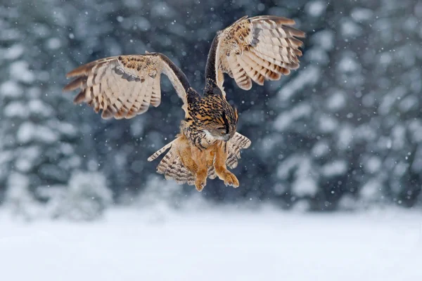 Eurasian Eagle owl — Stock Photo, Image