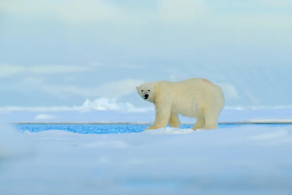 Большой белый медведь на дрейфующем льду — стоковое фото