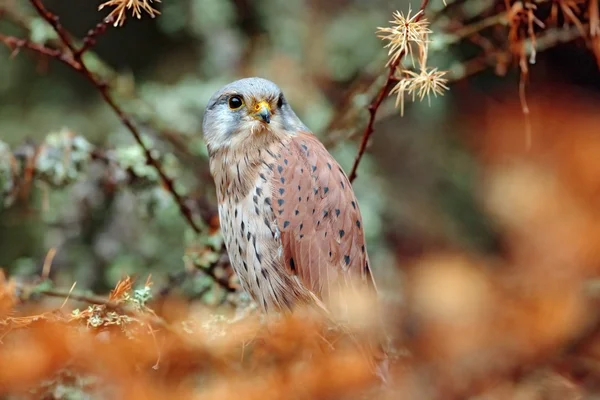 Common Kestrel in orange autumn forest — Stock Photo, Image