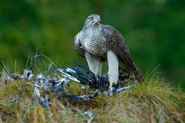 Bird of prey Goshawk — Stock Photo, Image