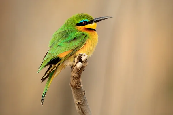 Zielony i żółty ptak — Zdjęcie stockowe