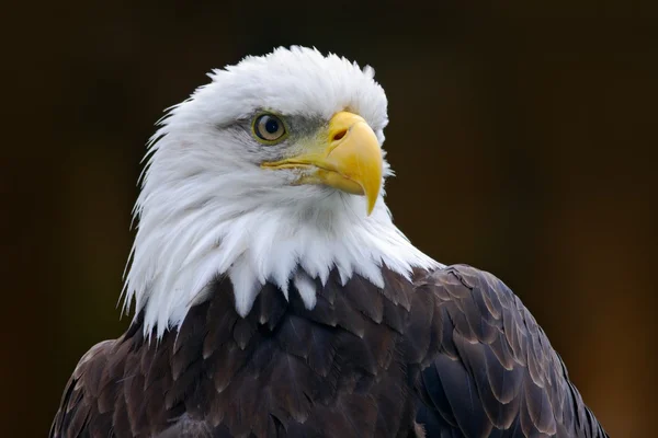 Bald eagle porträtt — Stockfoto