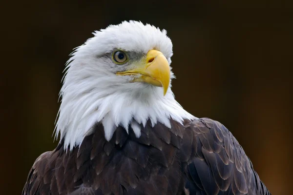 Bald eagle portresi