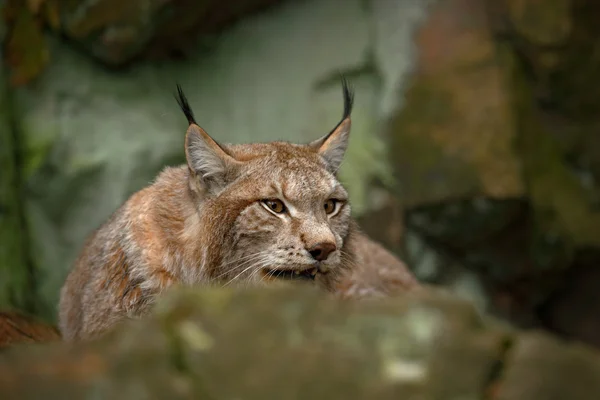 Eurásia Lynx sentado sob rocha — Fotografia de Stock