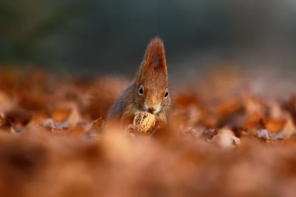 Niedliches Rotes Eichhörnchen — Stockfoto