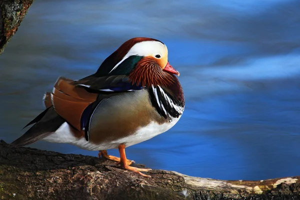 Bird Mandarin Duck — Stock Photo, Image