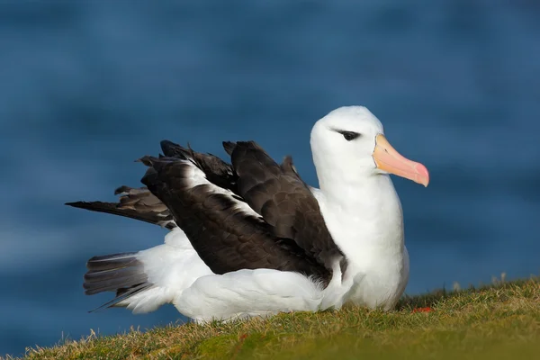 Mooie zee vogel zwart-browed albratros — Stockfoto