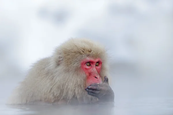 Monkey drinking from creek — Stock Photo, Image