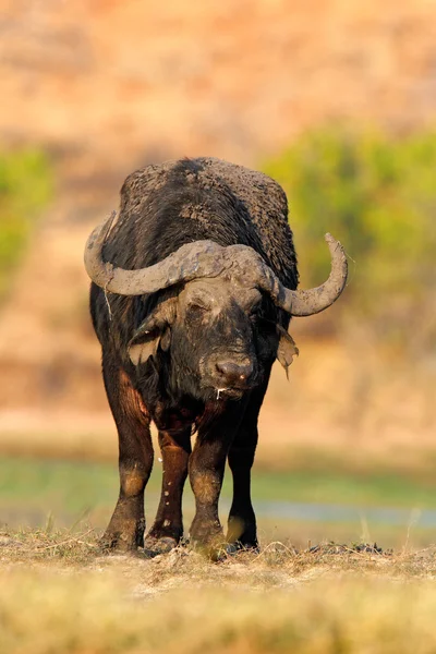 Kafferbuffel aan de rivieroever — Stockfoto