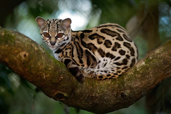 Margay sitiing op de tak — Stockfoto