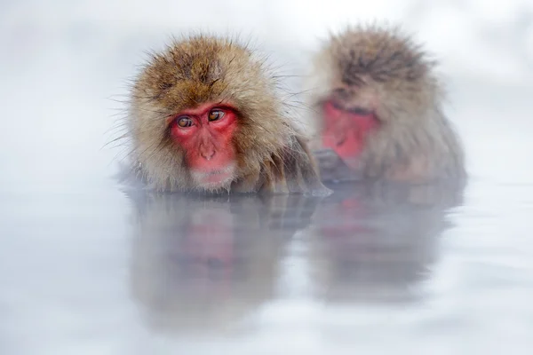 Macacos Macaco japonês — Fotografia de Stock
