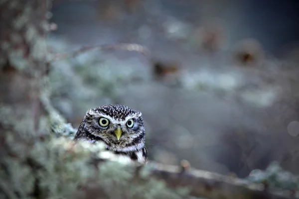 Portrait of small Boreal owl — Stock Photo, Image