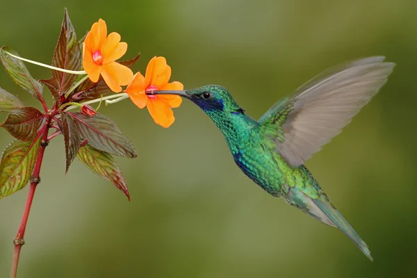 Green and blue hummingbird — Stock Photo, Image