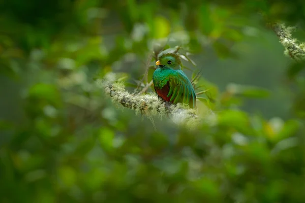 Prachtige groene en rode vogel — Stockfoto