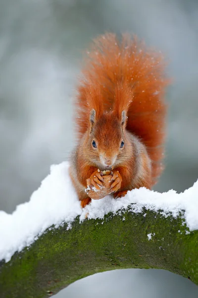 Niedliches rotes orangefarbenes Eichhörnchen — Stockfoto