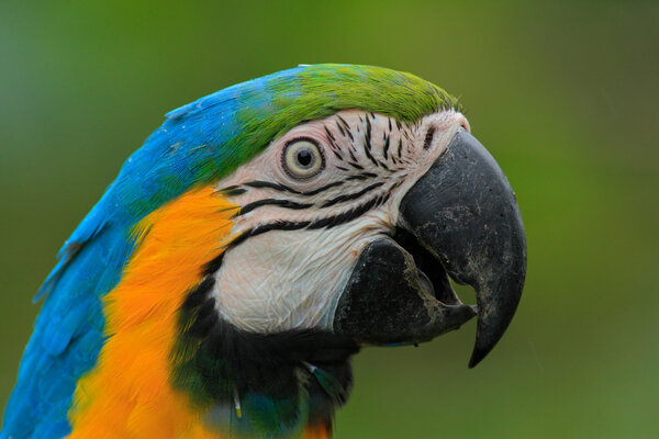 Portrait of blue-and-yellow macaw