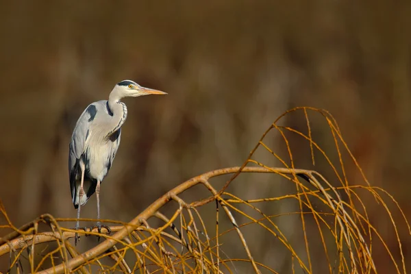 Grey heron sitting on the branch — Stock Photo, Image